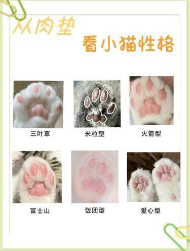 震惊！小猫性格竟藏在肉垫里
