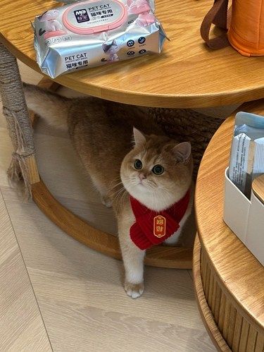 这下是名副其实的招财猫了哈哈~