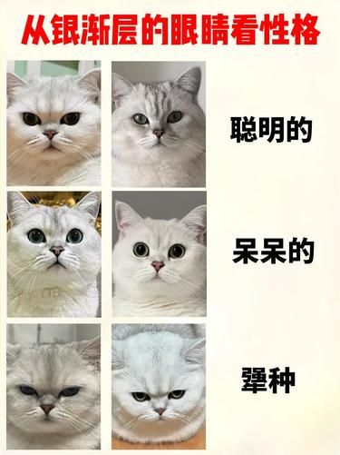 银渐层眼睛藏性格秘密，你家的是啥样？
