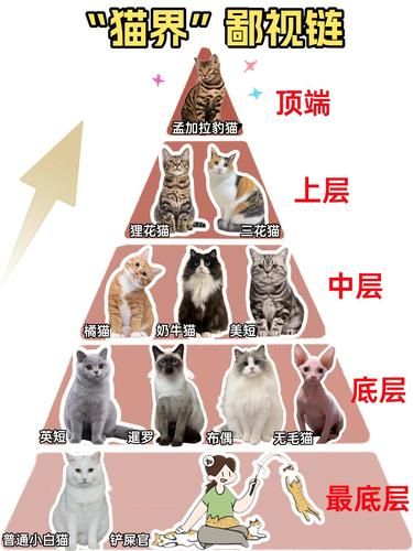 惊！猫界竟有这等鄙视链，铲屎官速看