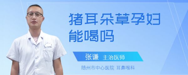 猪耳朵草孕妇能喝吗