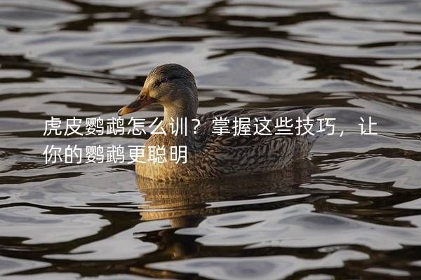虎皮鹦鹉怎么训？掌握这些技巧，让你的鹦鹉更聪明