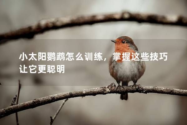 小太阳鹦鹉怎么训练，掌握这些技巧让它更聪明