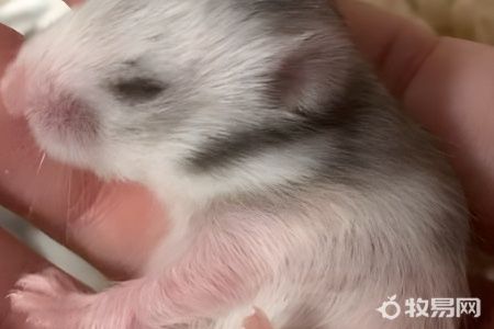 买什么仓鼠好养