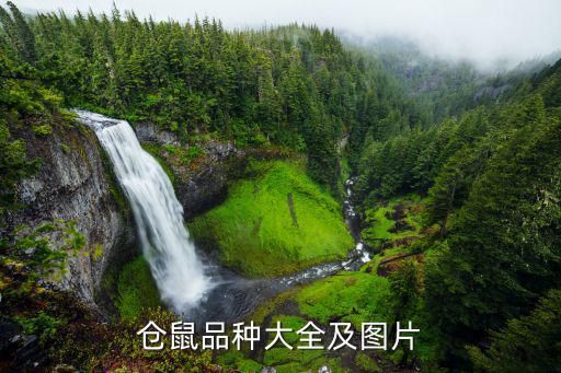 仓鼠品种大全及图片