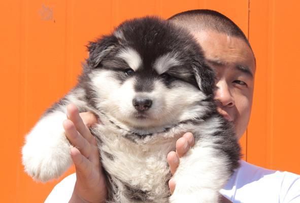 狗狗天地——探索天宇基地中的萌犬世界（探访宇航员的忠实伙伴）