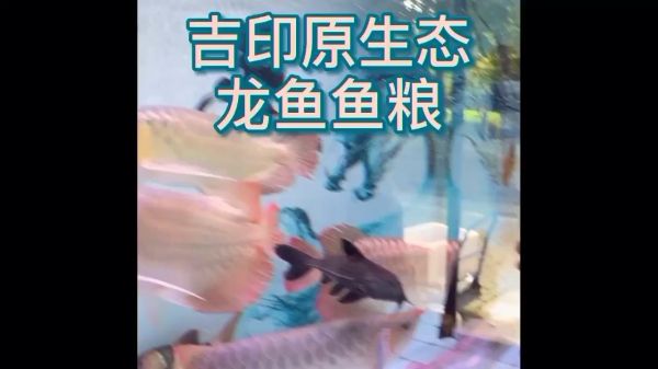 南平观赏鱼市场喂养鱼粮的鱼友有多少？举个手 观赏鱼市场（混养鱼） 第1张