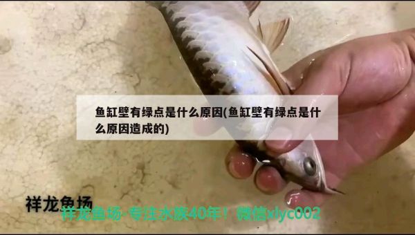 南平观赏鱼市场喂养鱼粮的鱼友有多少？举个手 观赏鱼市场（混养鱼） 第2张