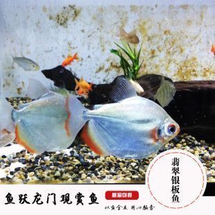 雷龙鱼吃什么鱼粮，雷龙鱼吃什么鱼粮，-喂食雷龙鱼时应遵循适量原则 水族问答