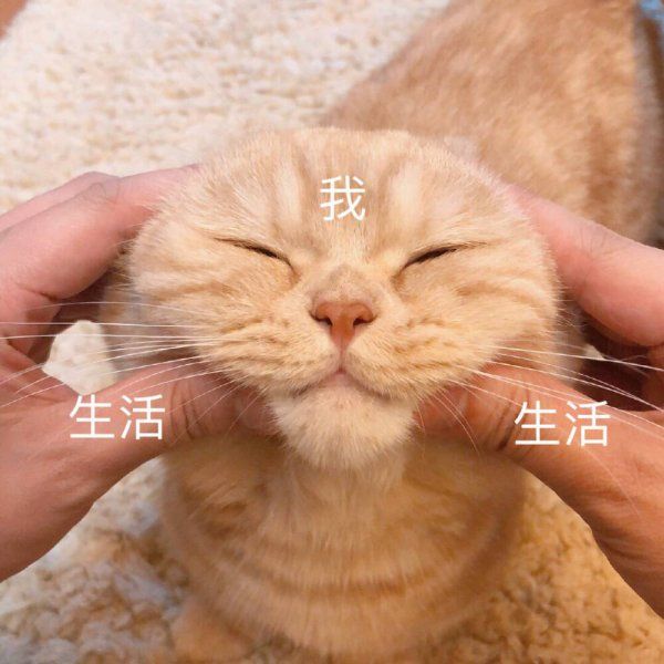 聪明的猫咪有哪些品种