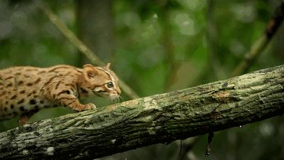 聪明的猫咪有哪些品种