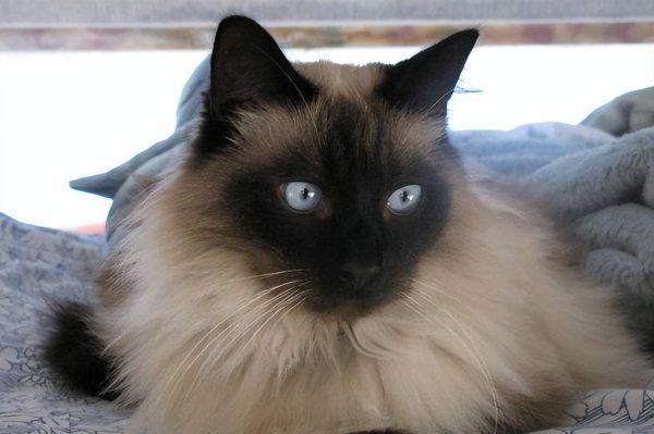 聪明的猫咪有哪些品种