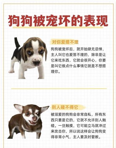 你能分辨你家狗狗是不是恃宠而骄吗