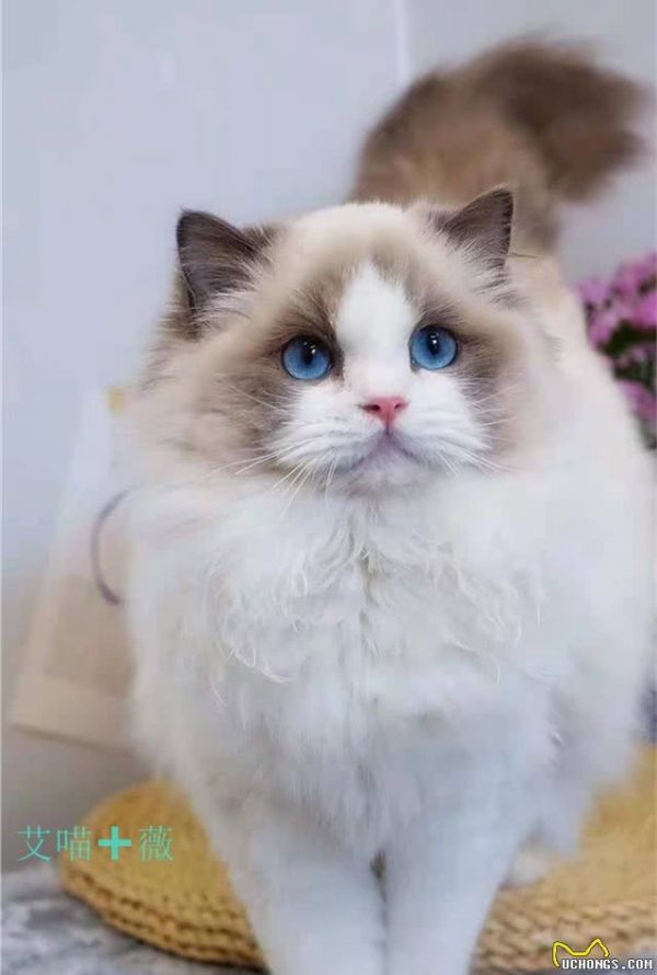 猫的智商排行？