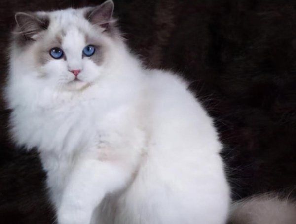 猫咪智商排行