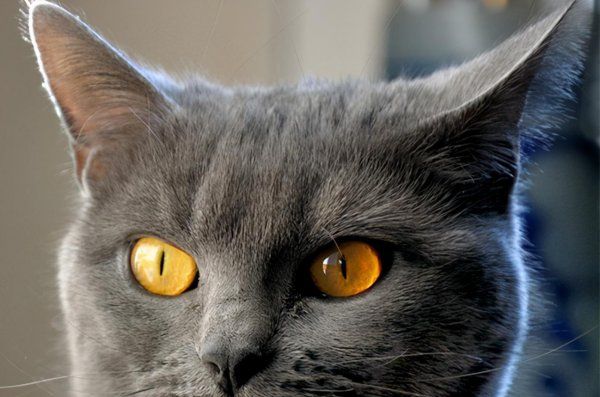 猫咪智商排行
