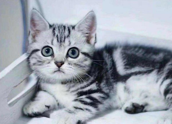 猫咪智商排行