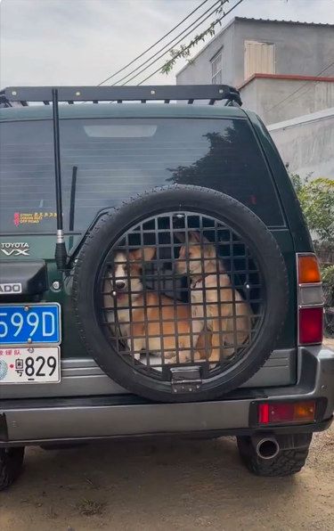 带毛孩子兜风专用车