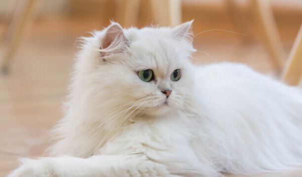 猫咪智商排名前十-猫智商排名是怎样的