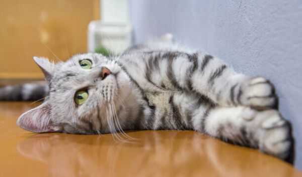 猫咪智商排名前十-猫智商排名是怎样的