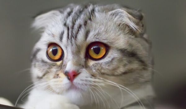 猫咪智商排名前十-猫智商排名是怎样的