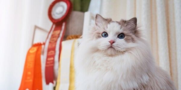 猫咪智商排名前十-猫智商排名是怎样的