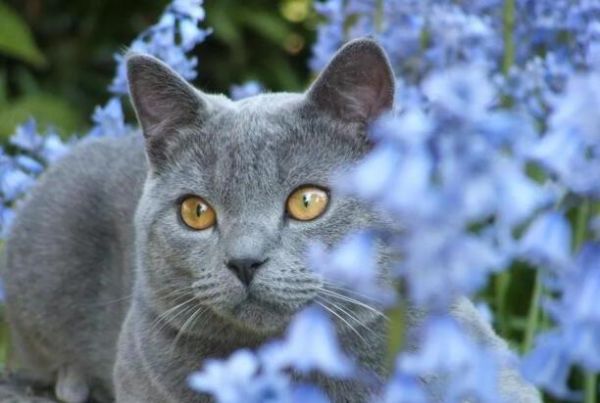 猫咪智商排名前十-猫智商排名是怎样的