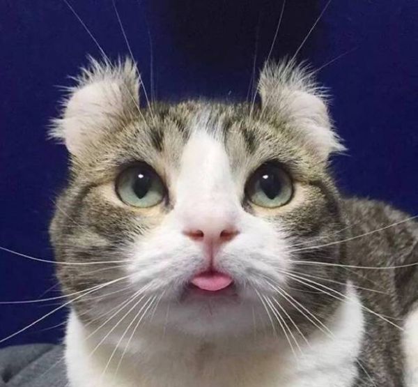 猫咪智商排名前十-猫智商排名是怎样的