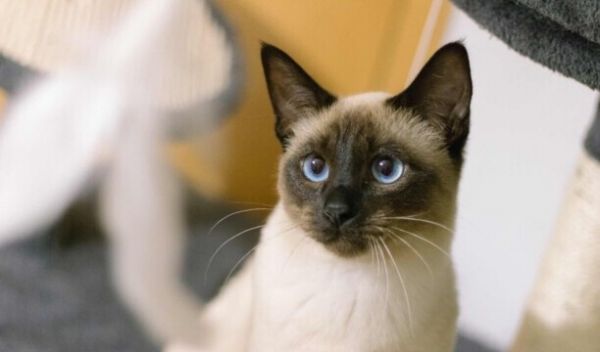 猫咪智商排名前十-猫智商排名是怎样的