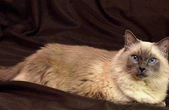 猫咪智商排名前十-猫智商排名是怎样的