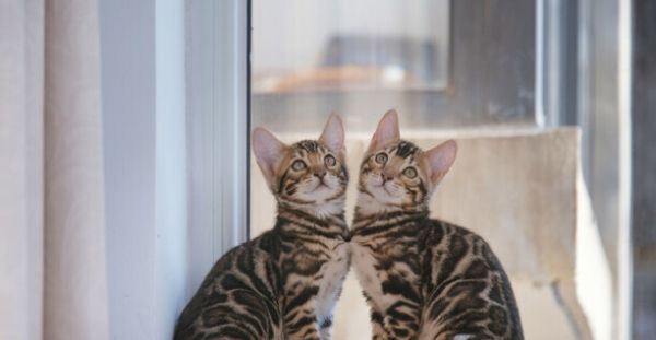 猫咪智商排名前十-猫智商排名是怎样的