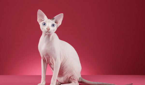 猫咪智商排名前十-猫智商排名是怎样的