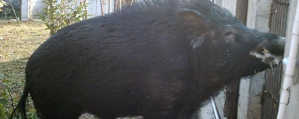 特种野猪提纯复壮方法是怎样？