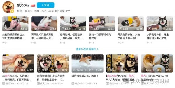 互联网+宠物商业模式__宠物博主公司