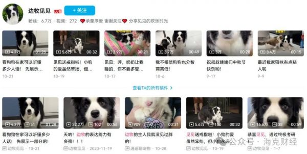 宠物博主公司_互联网+宠物商业模式_