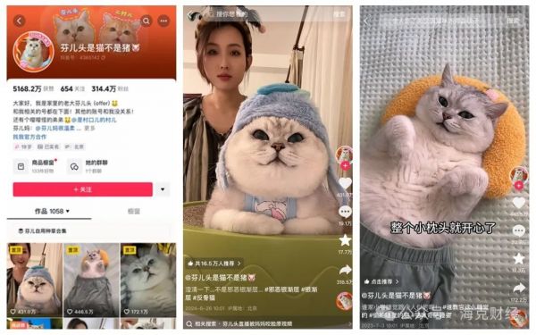 宠物博主公司_互联网+宠物商业模式_