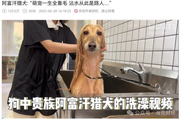 宠物博主公司_互联网+宠物商业模式_