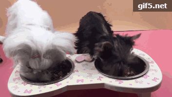 新手养狗需要注意些什么