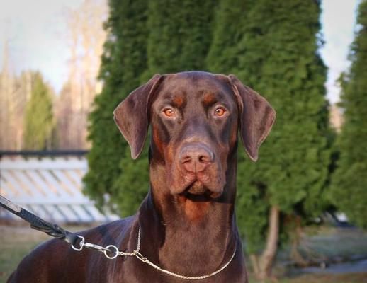 揭秘杜宾犬总是抓脸背后的原因（解析宠物犬行为，帮你更好地了解你的杜宾犬）