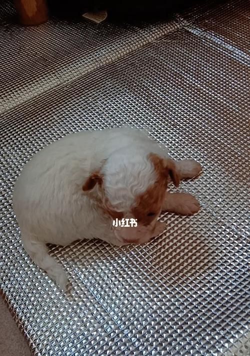 狗狗为什么喜欢摇尾巴（从生理和心理角度解析摇尾巴行为）