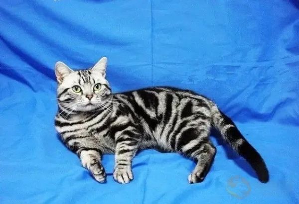 虎斑猫多少钱一只?虎斑猫性格特点