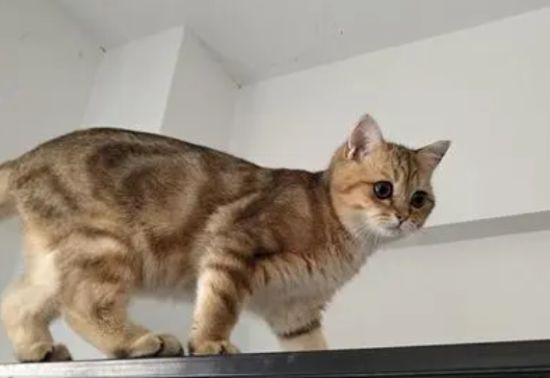 金虎斑猫长什么样 图片