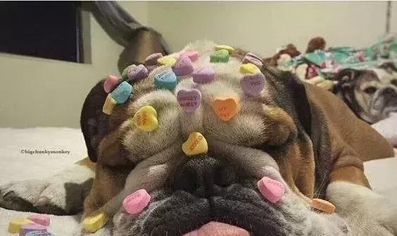 养护纯种英国斗牛犬的必知要点（选购和饲养指南，打造健康快乐的宠物生活）