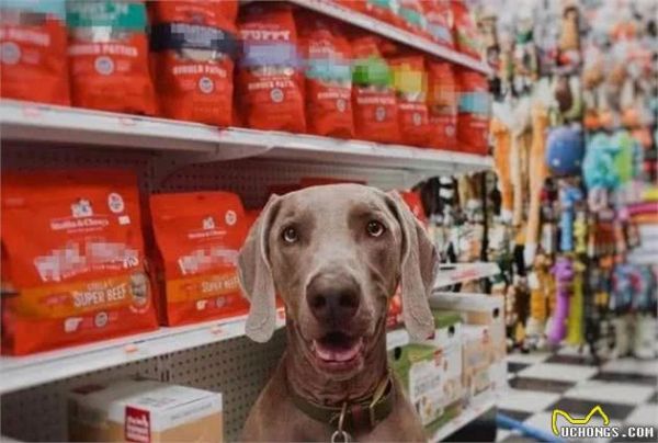 怎么挑选一款适合的犬粮，其实很多主人都不知道