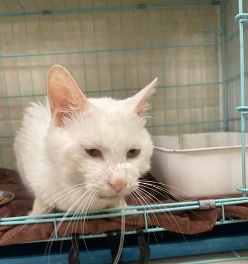 猫咪白细胞低的原因及治疗方法（了解宠物猫咪身体免疫系统的重要性）
