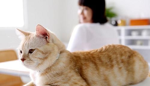 土猫食谱大公开！（从宠物的健康出发，让你的土猫健康快乐生活）