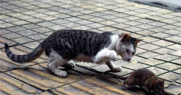 土猫食谱大公开！（从宠物的健康出发，让你的土猫健康快乐生活）