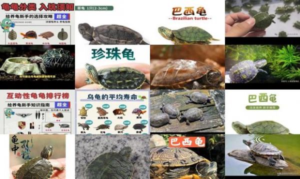 宠物龟养殖的现状及前景