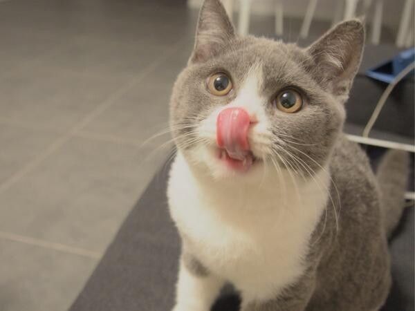 英短猫吃什么猫粮比较好?英短猫猫粮选择指南