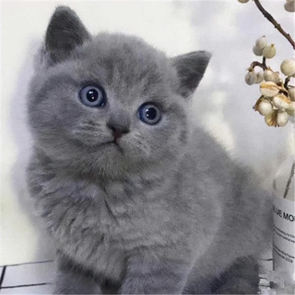 英短猫吃什么猫粮比较好?英短猫猫粮选择指南